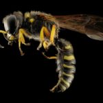 Photo of bee.  Bees and wasps can fly AND sting. Photo by USGS (https://unsplash.com
/@usgs).
