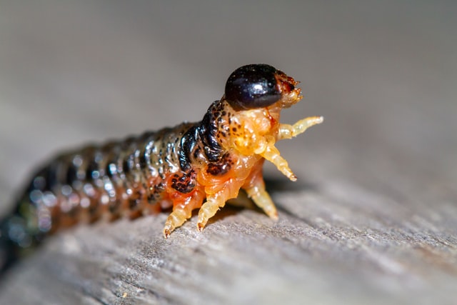 Caterpillar with black head and back and translucent underbelly