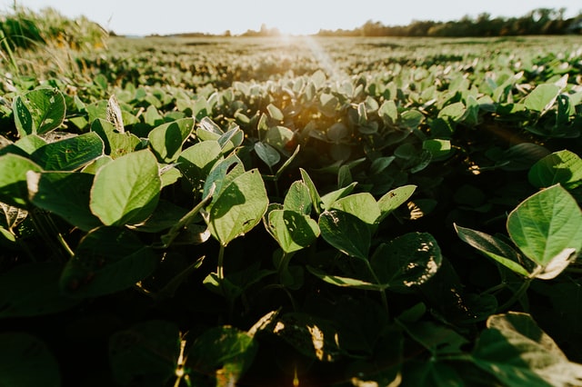Field of soybeans