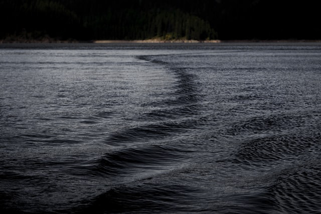 Image: A wake ripples across dark water with dark, evergreens in the background
