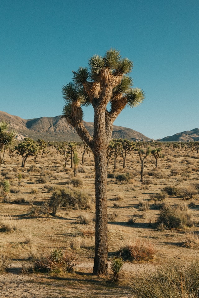 A spiky tree in the desert with more spiky trees off in the distance and mountains at the horizon.